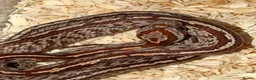 Corn Snake reptiles for sale: Baby cornsnakes  - Advert 4