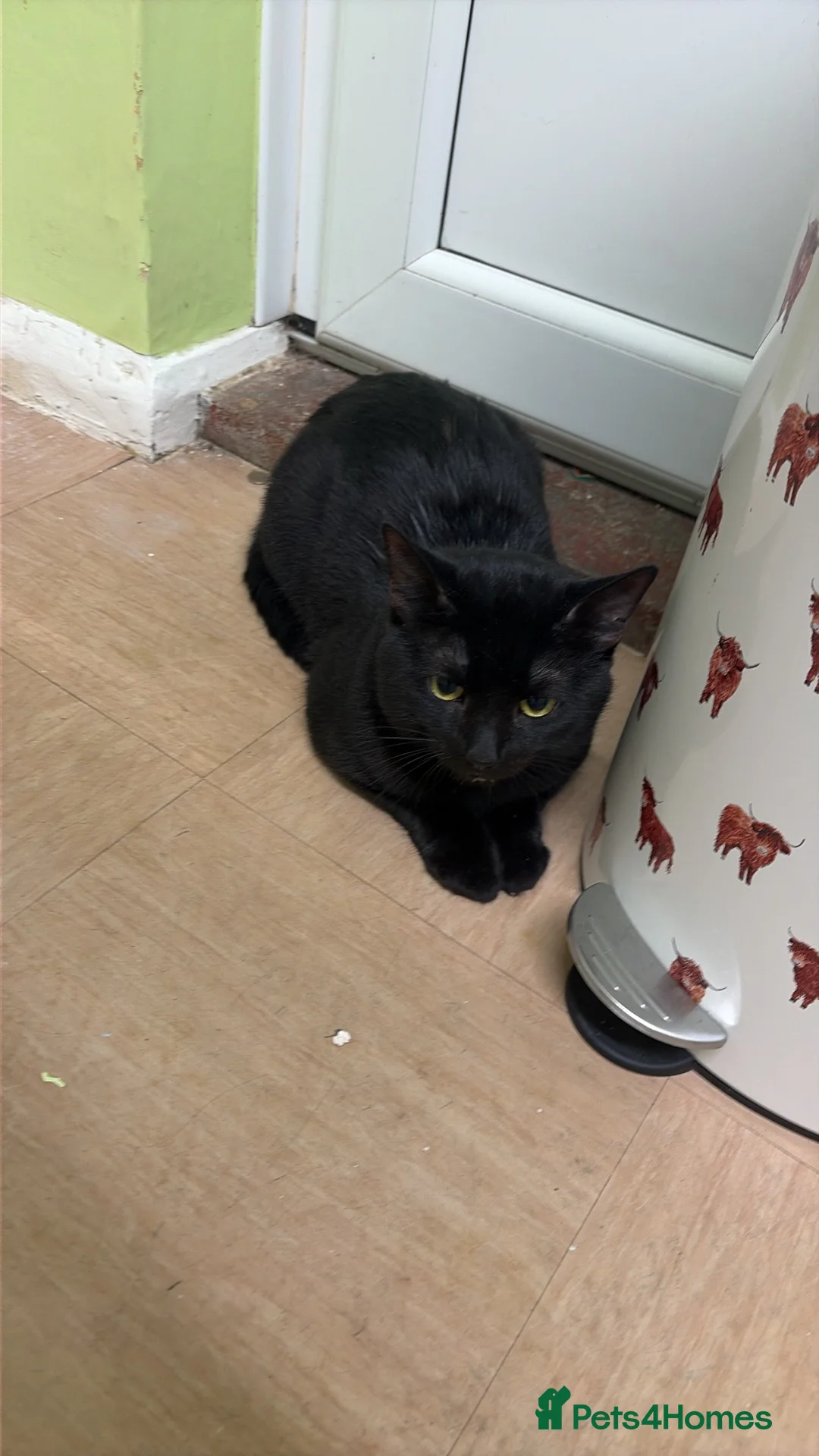 Mixed Breed cats for sale: Male cat 1.5 year old  - Advert 2