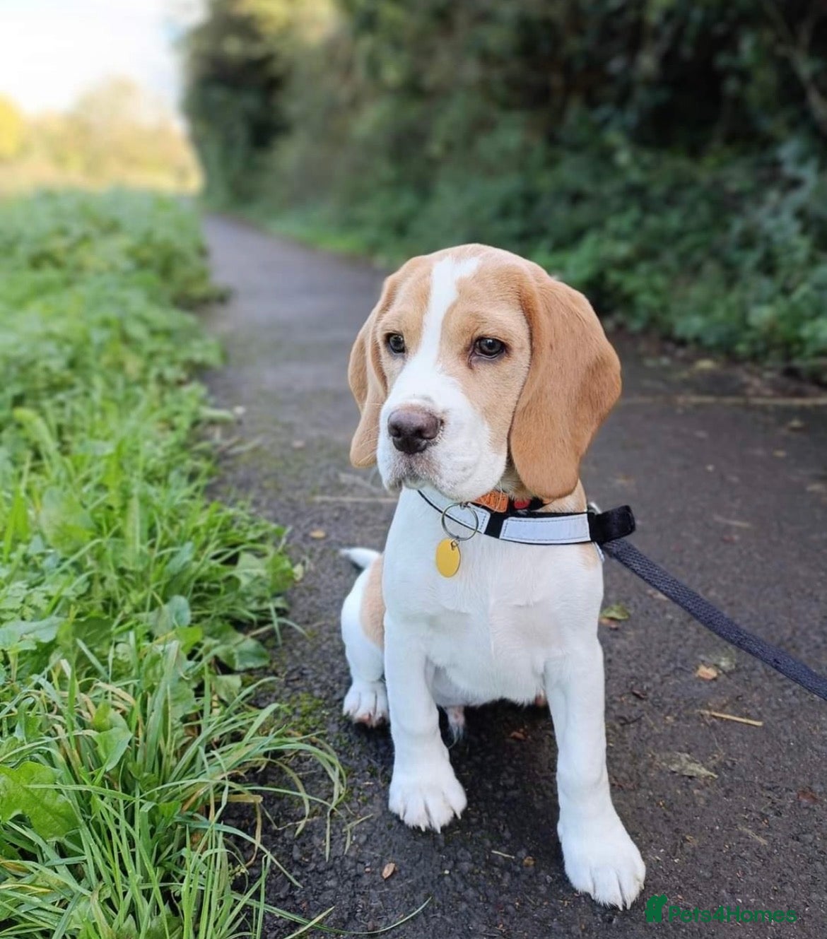 Beagle dogs Kc reg Charterwood /Davicard  Show winning    - Advert 2