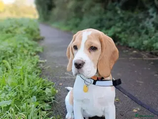 Beagle dogs Kc reg Charterwood /Davicard Show winning - Advert 2