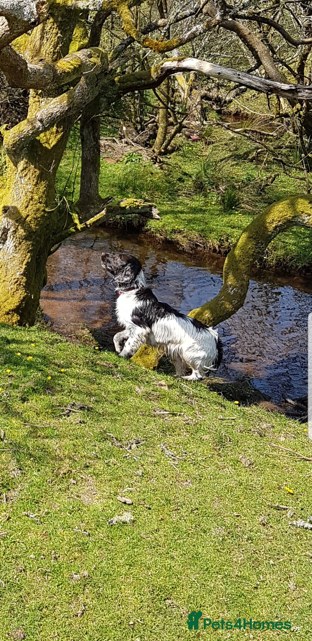 English Springer Spaniel dogs English Springer Spaniel in Launceston - Advert 5