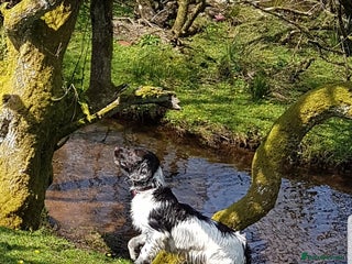 English Springer Spaniel dogs in Launceston - Advert 2