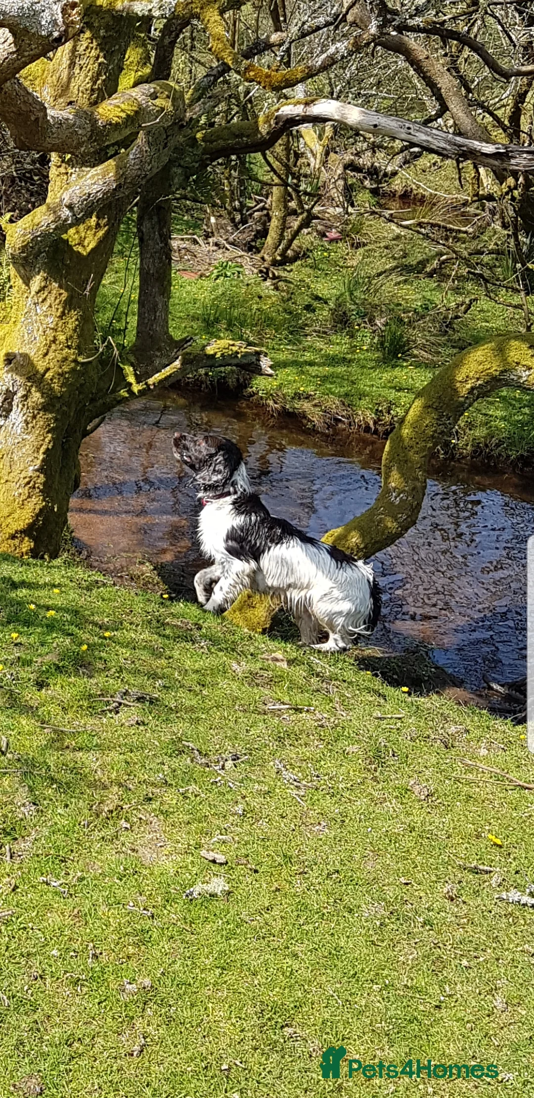 English Springer Spaniel dogs for stud: English Springer Spaniel in Launceston - Advert 1