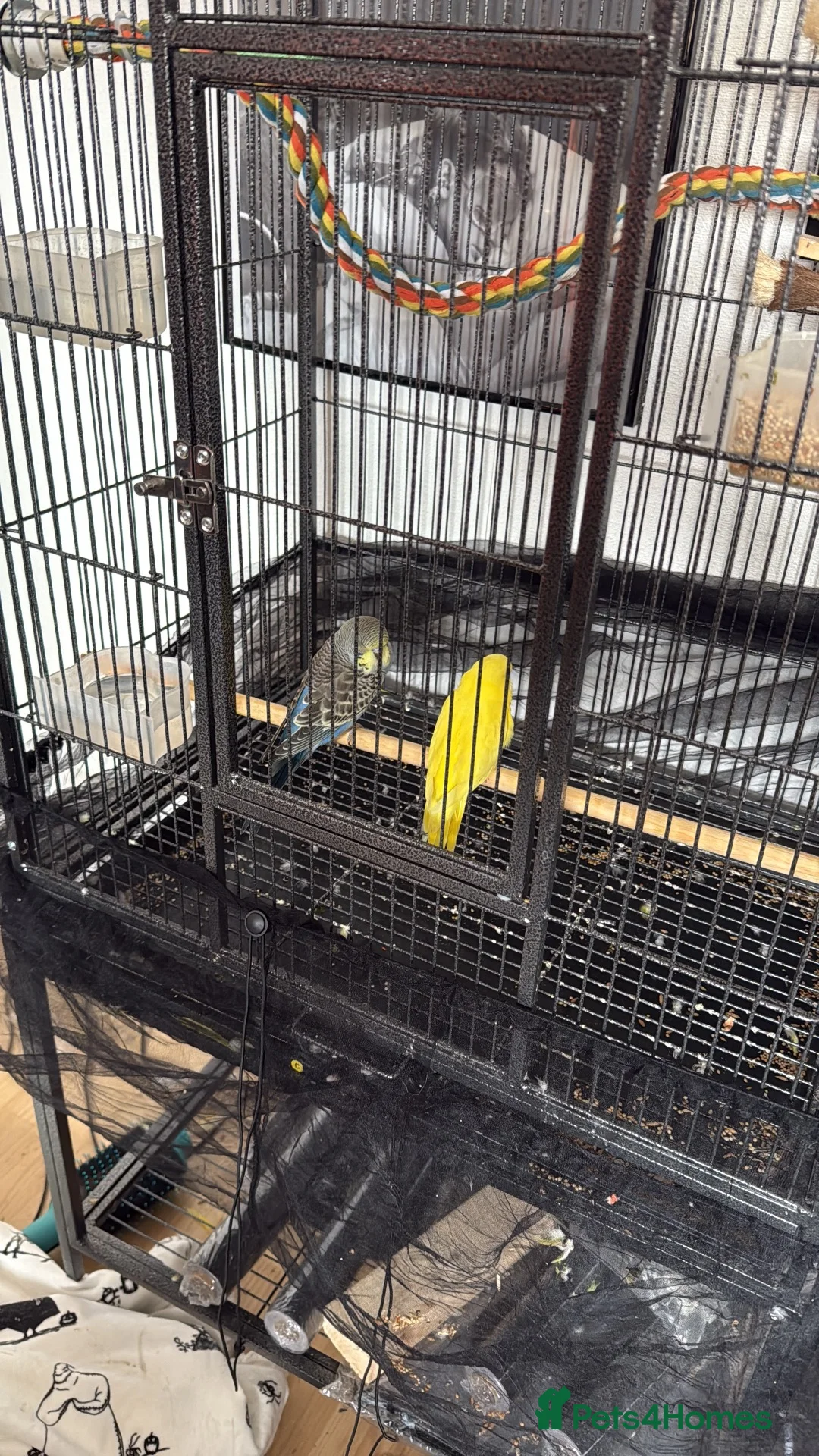 Budgerigars birds for sale: Two Young Male Budgies and Cage - Advert 4