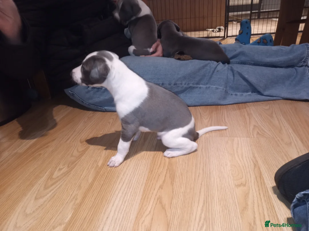 Whippet dogs for sale: REDEVELYN WHIPPET'S  GLOUCESTER,  - Advert 4