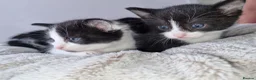 Domestic Shorthair cats for sale: Not vaccinated  - Advert 4