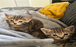 Mixed Breed cats for sale: American bobtail / tortoise shell - Image 20