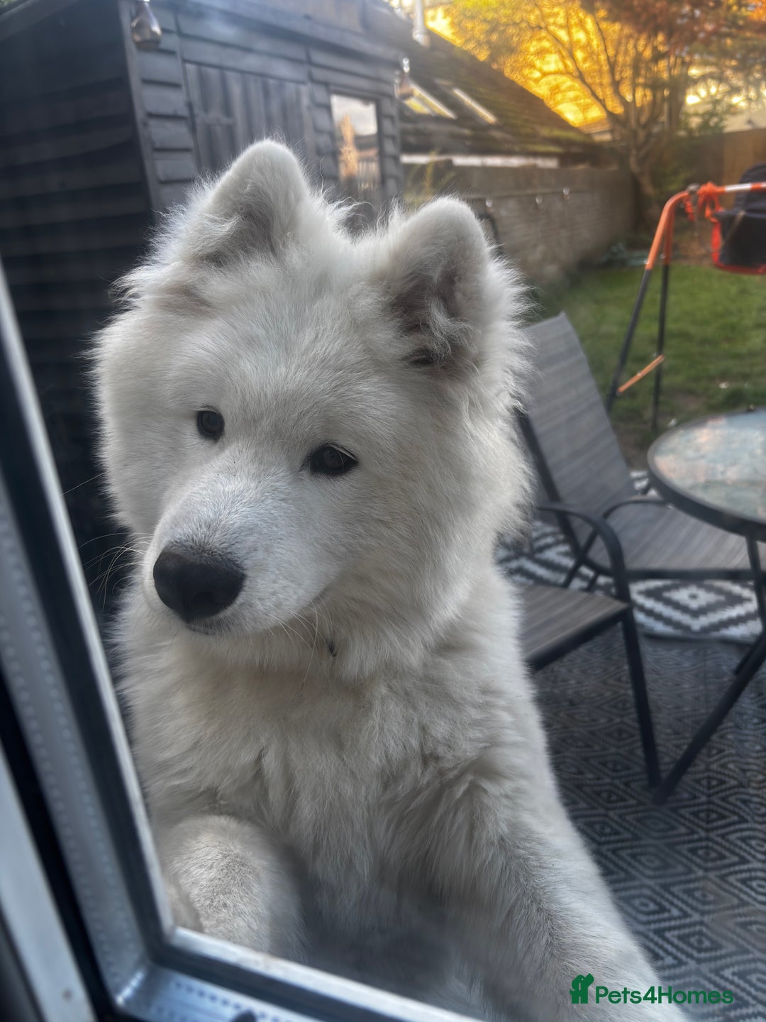 Samoyed dogs for sale: Talkative loveable male Samoyed  - Advert 3