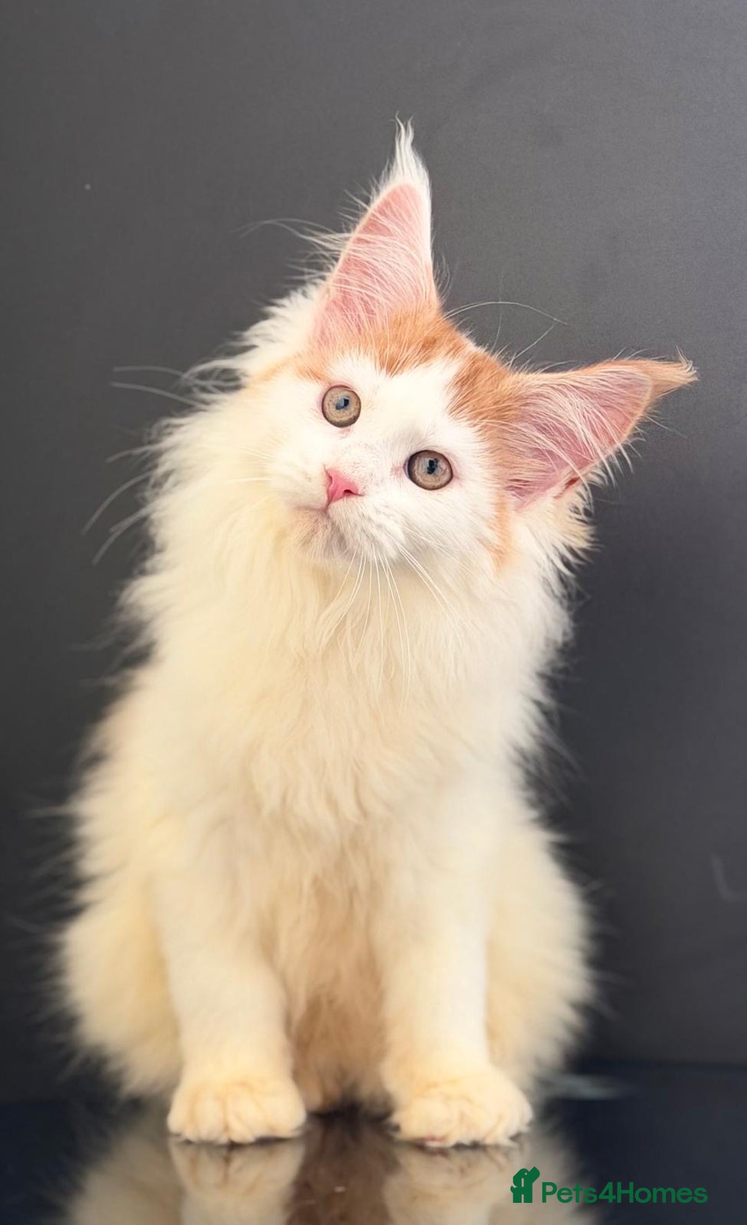 Maine Coon cats for sale: Purebred maine coon kittens - Advert 3