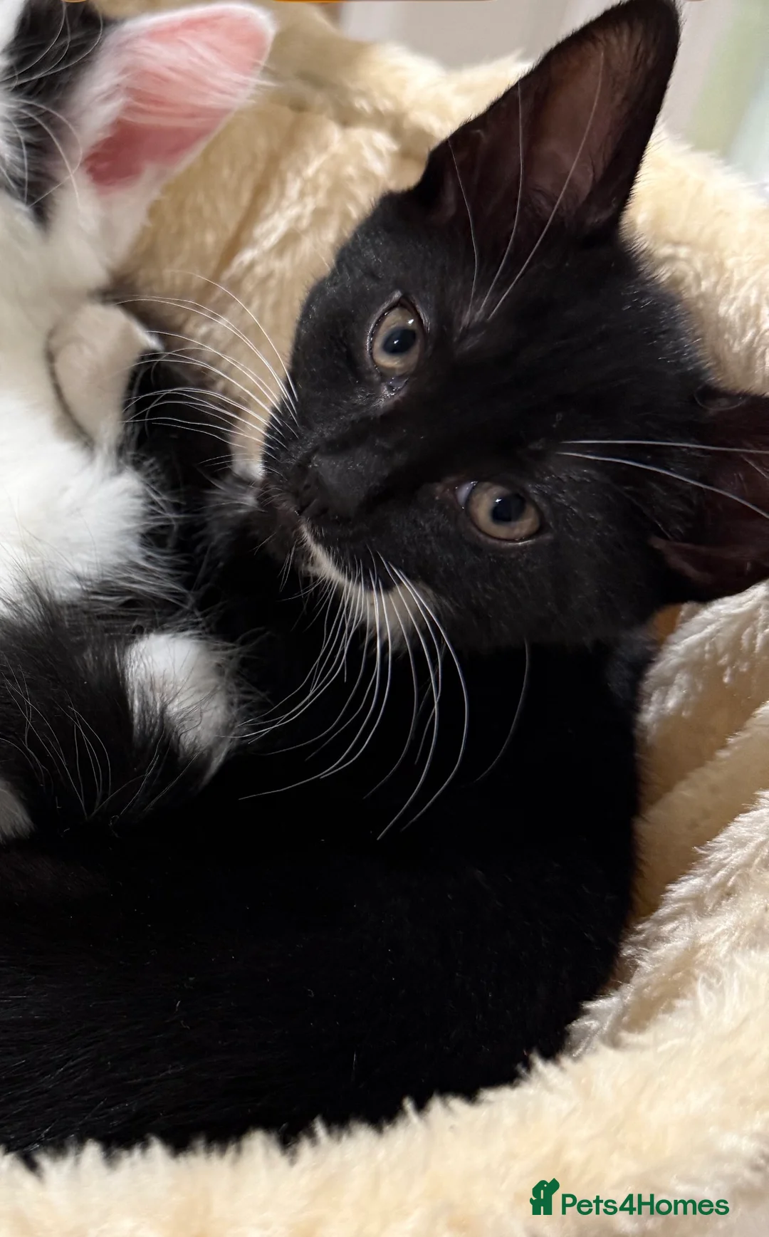 Mixed Breed cats for sale: Female Kitten Available 🐾 - Advert 2