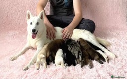 Chow Chow dogs for sale: Exotic colour chowsky puppies for sale  - Image 35