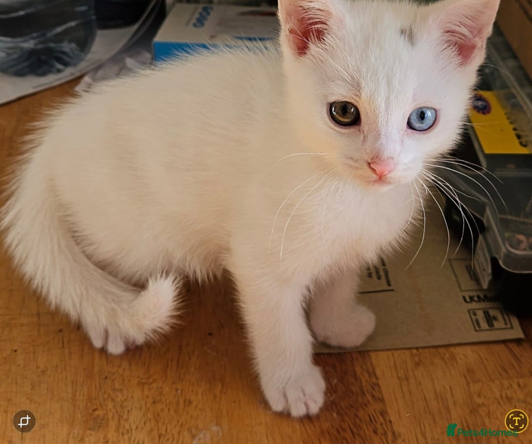 Turkish Angora cats for sale: White Turkish Angora kittens 😸 😍 ♥️  - Advert 14