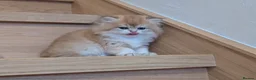 British Shorthair cats for sale: Fantastic boy and very nice girl  - Advert 12