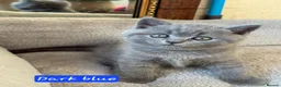 British Shorthair cats for sale: 2 straight ear boys and 4 fold girls,fluffy 🐾🐈‍⬛ - Advert 2