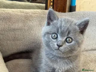 British Shorthair cats 2 straight ear boys and 4 fold girls,fluffy 🐾🐈⬛ - Advert 2