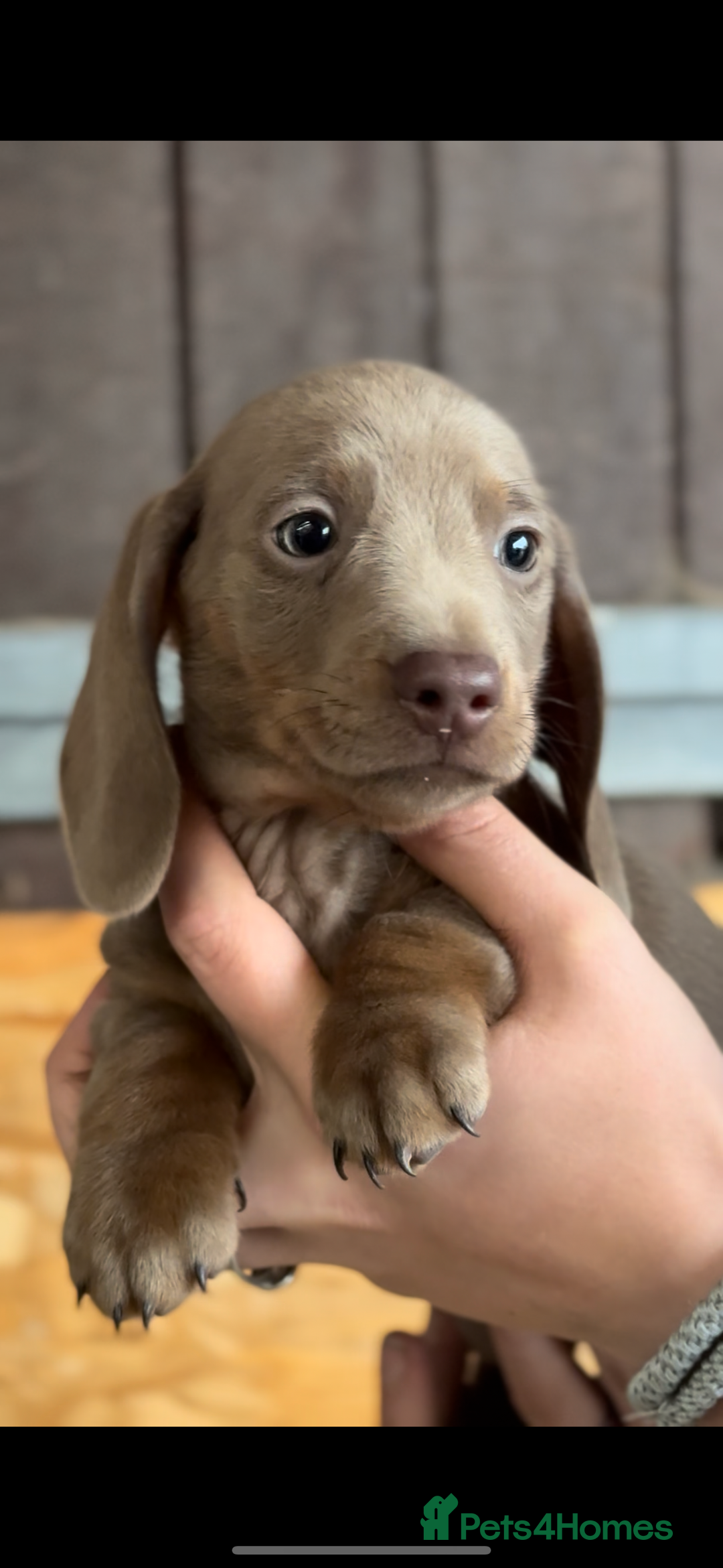 Miniature Dachshund dogs for sale: Gorgeous Miniature Daschund puppies 🐶🤍  - Image 5