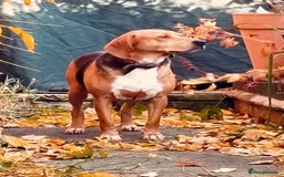 Mixed Breed dogs for adoption: Jojo handsome Beagle cross  - Image 2