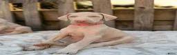 Dobermann dogs for sale: Exceptional White & Cream Doberman Puppies - Advert 36