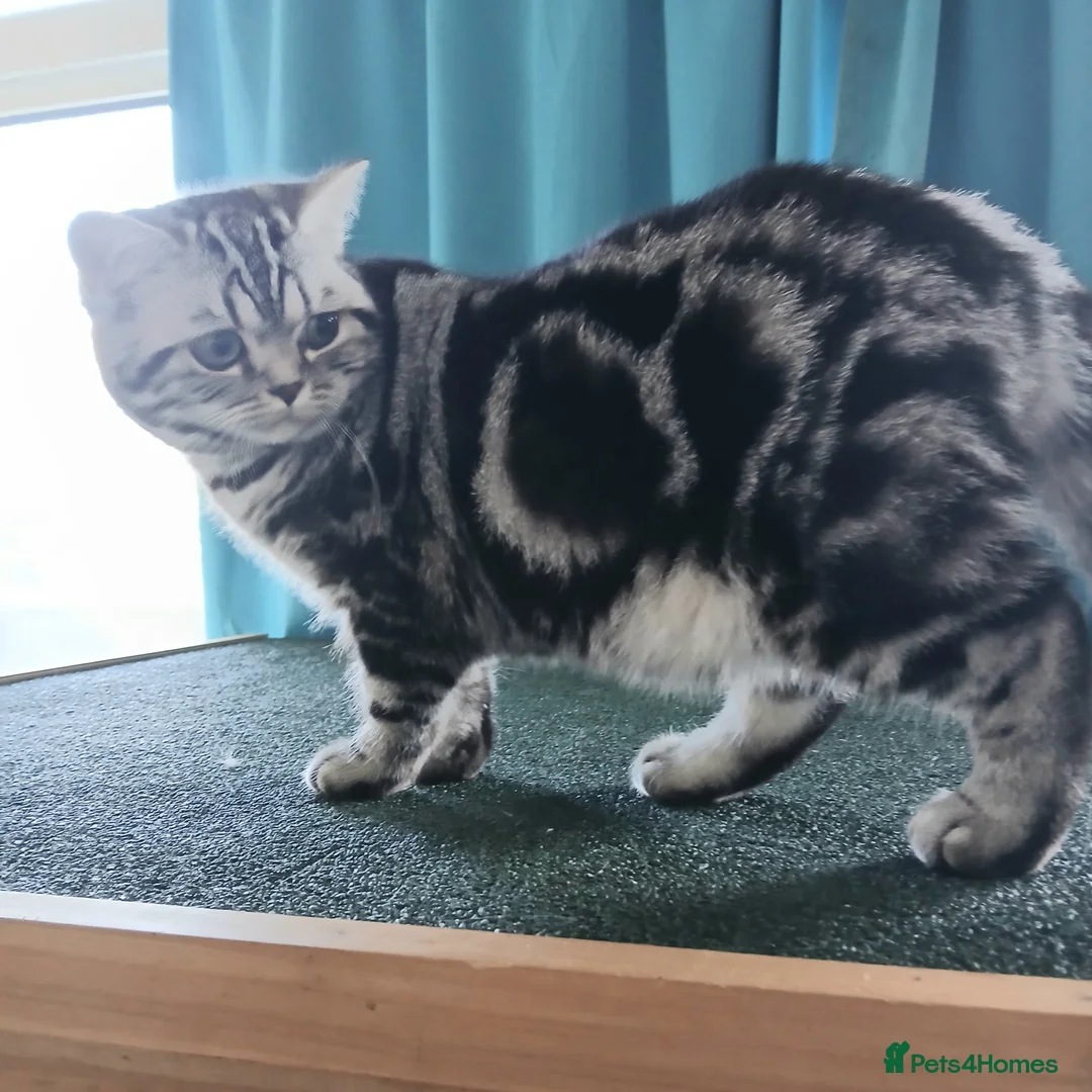 British Shorthair cats for sale: Bsh. Active Silver Classic Tabby. - Advert 3