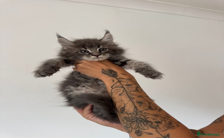 Maine Coon cats in Wellingborough - Advert 6