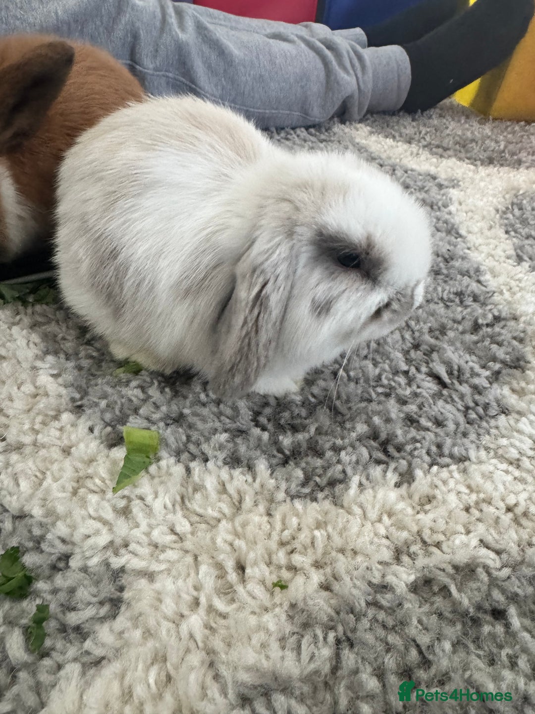 Mini Lop rabbits for sale: Mini lop - Advert 12