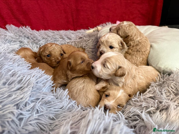 Maltipoo dogs - Advert 3