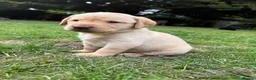 Labrador Retriever dogs for sale: Gorgeous Yellow Labrador Retriever, KC Reg HC - Advert 10