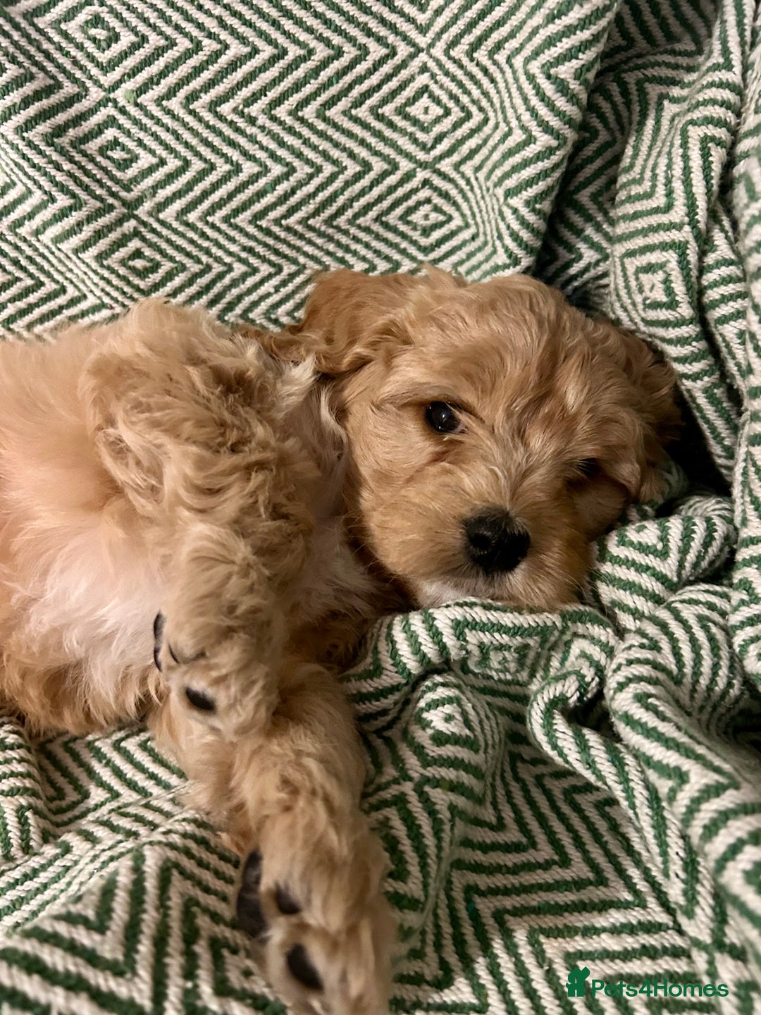 Cavapoo dogs for sale: Rare unique moyen Cavapoos (last female)  - Advert 5