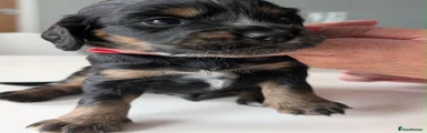 Cocker Spaniel 1