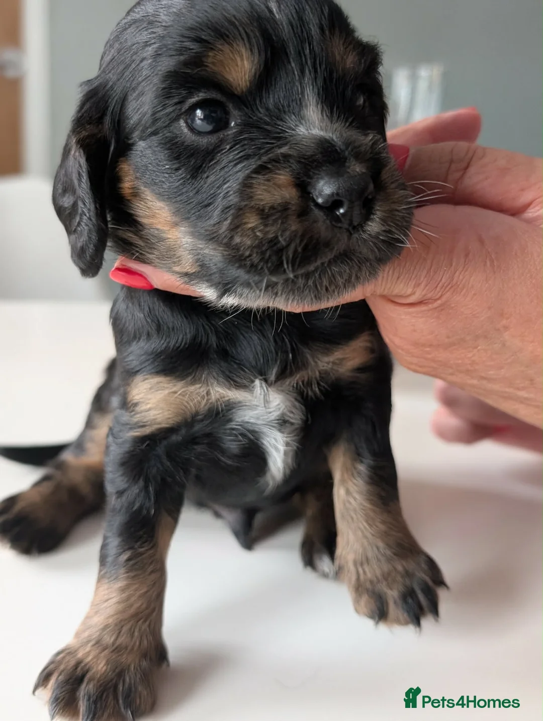 Cocker Spaniel dogs for sale: Working Cocker Spaniels  - Advert 2