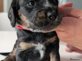 Cocker Spaniel dogs Working Cocker Spaniels - Advert 1