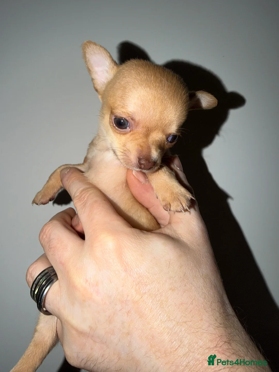 Chihuahua dogs for sale: Chihuahua  in Liverpool - Advert 13