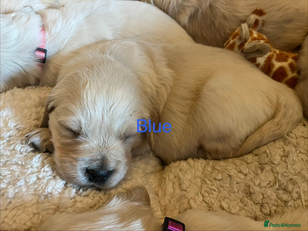 Golden Retriever dogs for sale: KC registered Golden Retriever puppies  - Advert 16