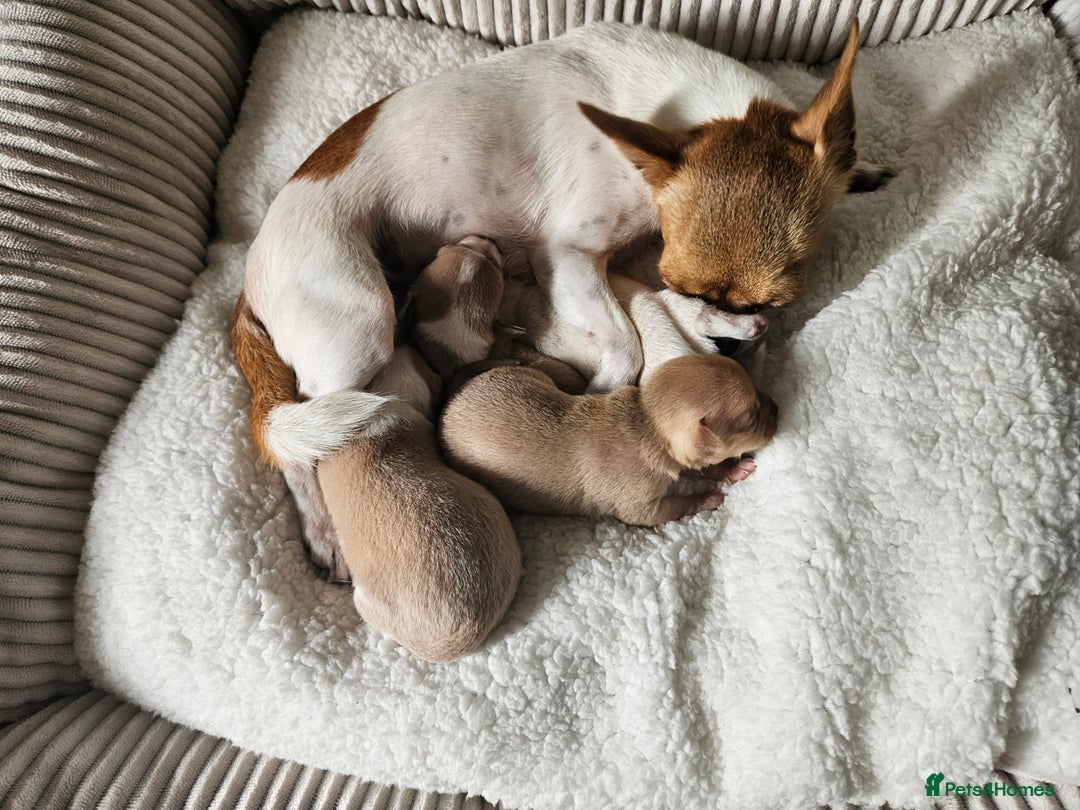 Chihuahua dogs for sale: 2 pure breed male chihuahua ready to leave - Image 12