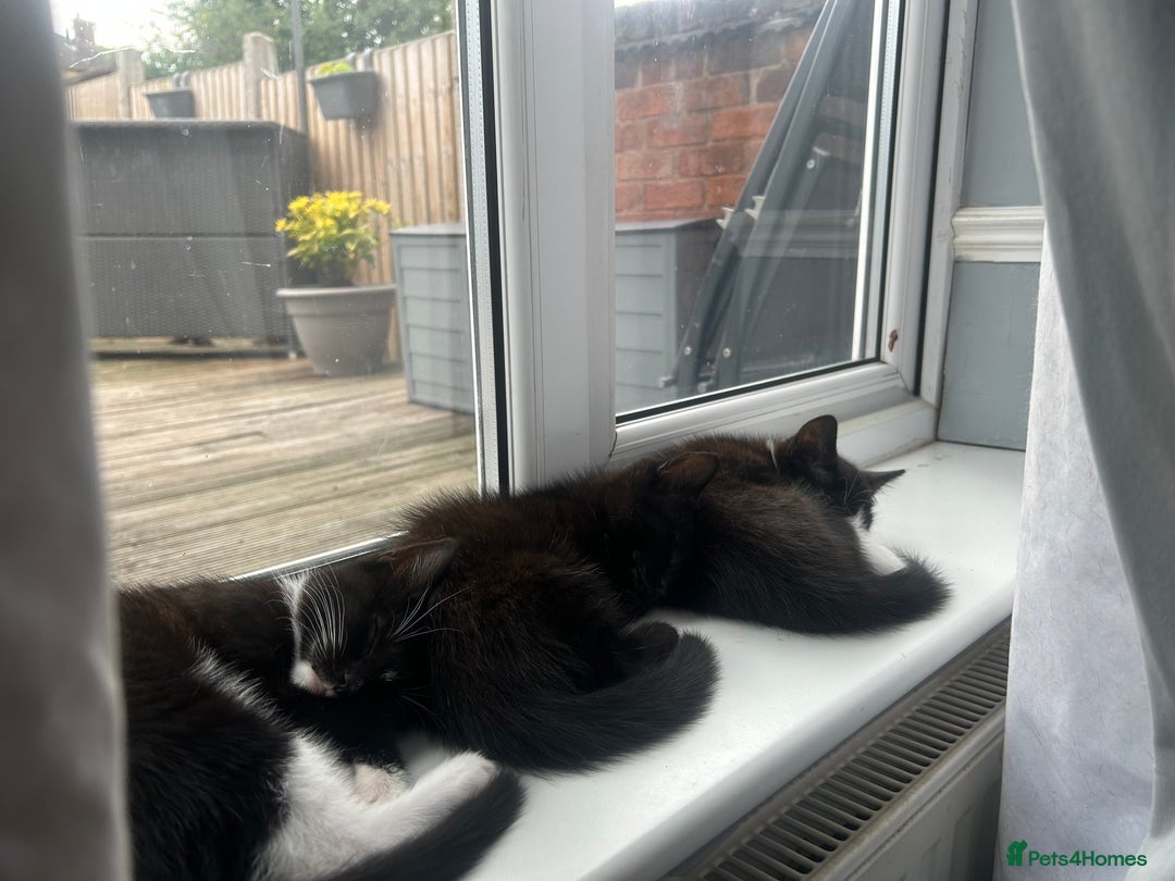 Mixed Breed cats for sale: FUR BABIES READY FOR THERE FOREVER HOMES  - Image 6