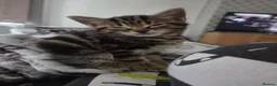 Mixed Breed cats for sale: 2 male kittens ready for their forever home. - Advert 5