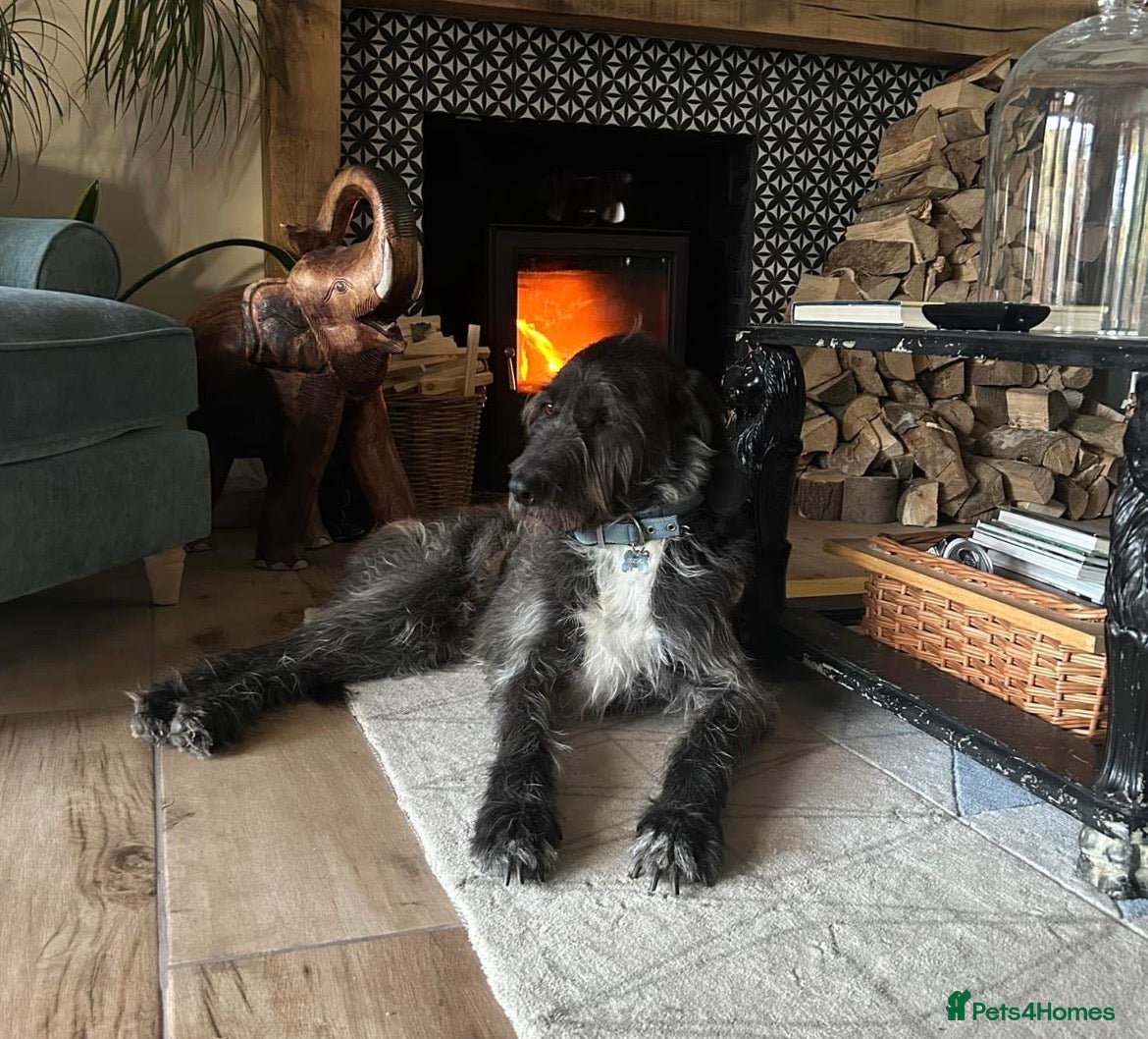 Mixed Breed dogs Five year old boy up for a new home - Advert 1