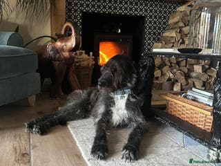 Mixed Breed dogs Five year old boy up for a new home - Advert 1