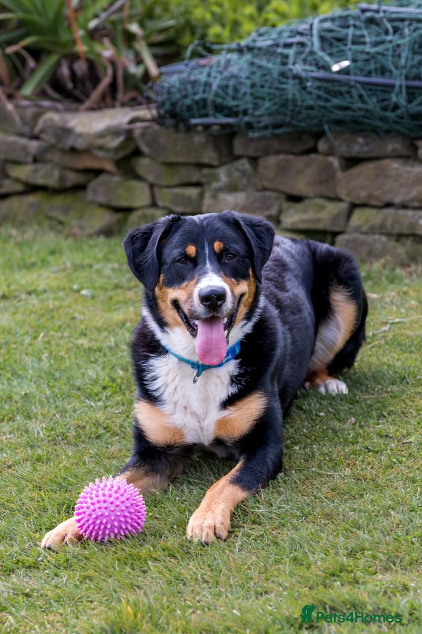 Mixed Breed dogs Meet Jasper: The ultimate Border-nese companion!  - Advert 2