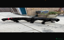 Cocker Spaniel dogs for stud: FOR STUD in Bishop's Stortford - Image 9