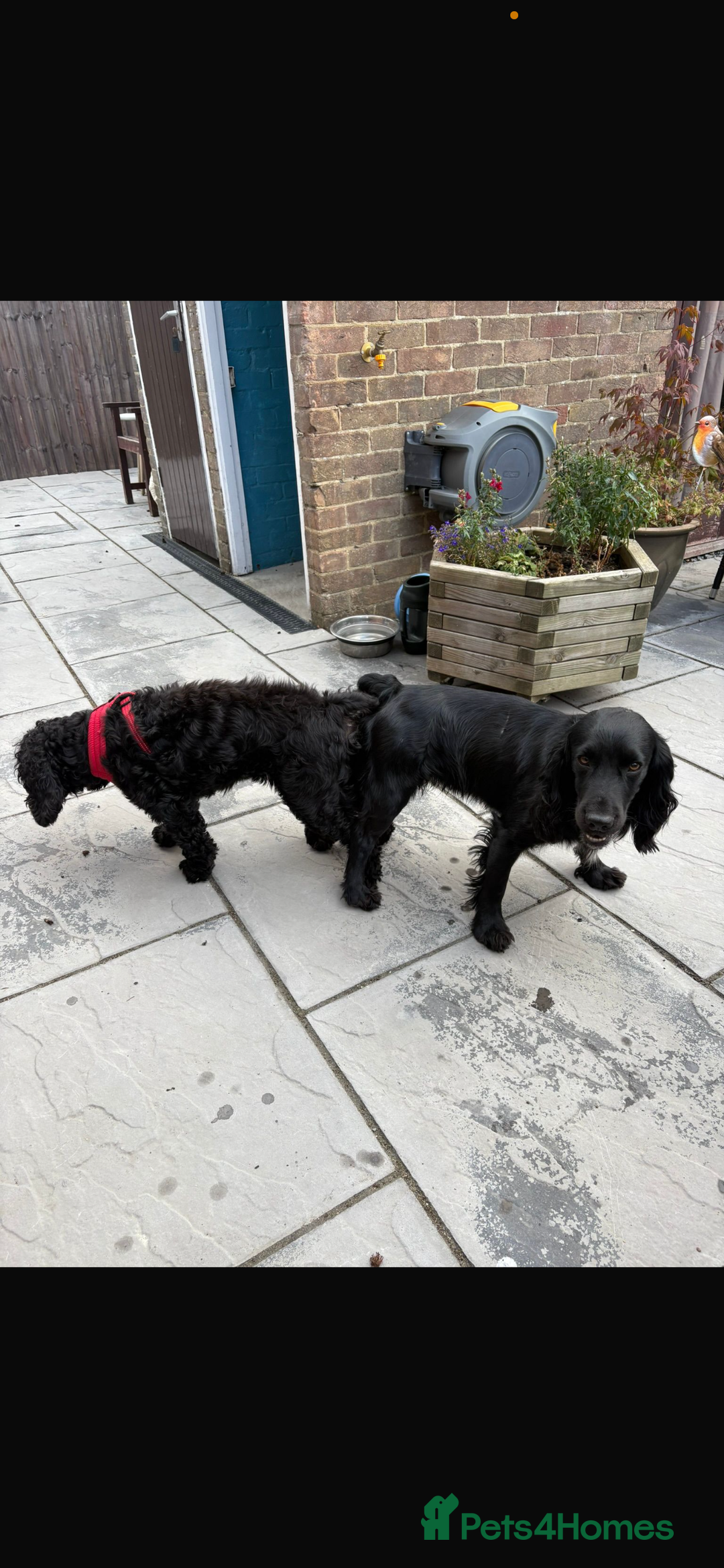 Cocker Spaniel dogs for stud: FOR STUD in Bishop's Stortford - Image 9