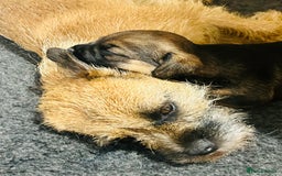 Border Terrier dogs for sale: Kc Reg Border Terrier Pup for sale - Image 5