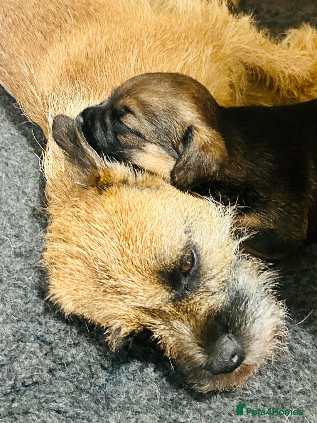 Border Terrier dogs for sale: Kc Reg Border Terrier Pup for sale - Image 5