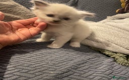 Ragdoll cats for sale: Beautiful Ragdoll Kittens - Image 2