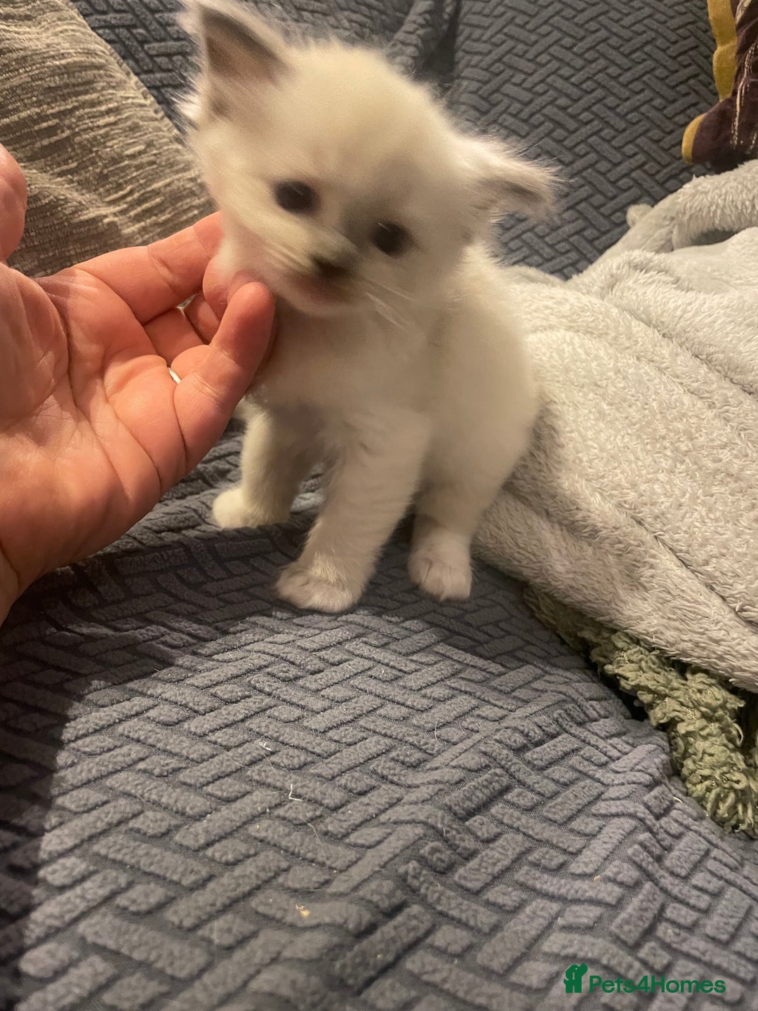 Ragdoll cats for sale: Beautiful Ragdoll Kittens - Image 2