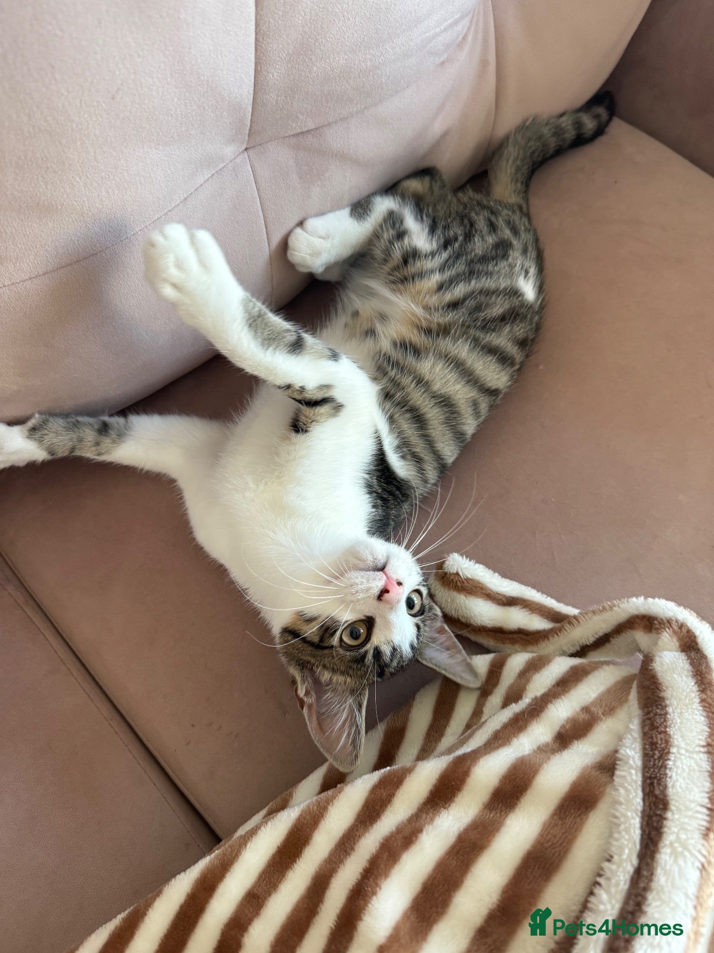 Mixed Breed cats for sale: Coco  - Advert 10