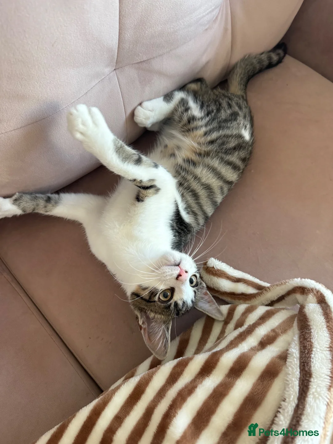 Mixed Breed cats for sale: Coco  in Cambridge - Advert 1