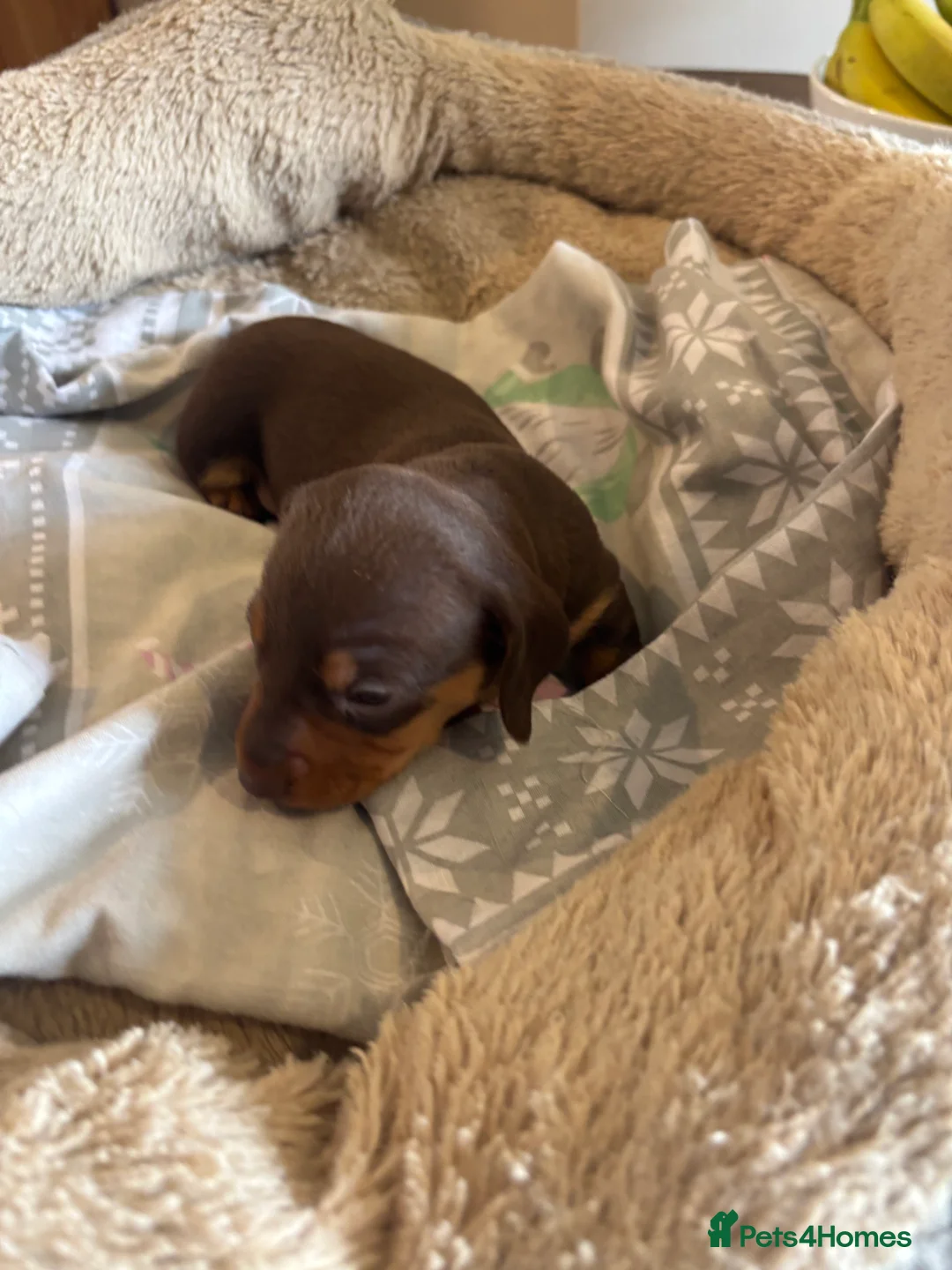 Miniature Dachshund dogs for sale: Miniature dachshund puppies in Chard - Advert 40