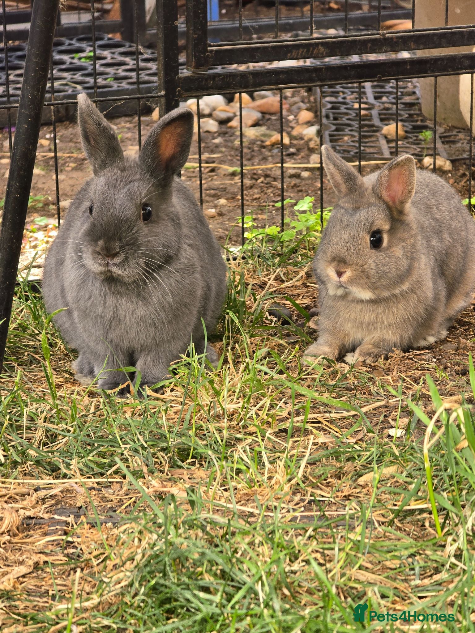 Angora rabbits Netherland Dwarf brothers  - Advert 17