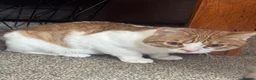 Domestic Shorthair cats for sale: 3 little sweet boys great for those with children  - Advert 4